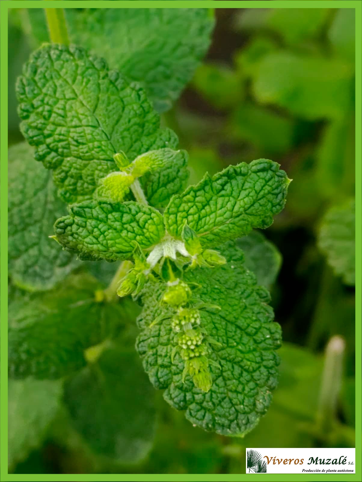 MENTHA ROTUNDIFOLIA (2)