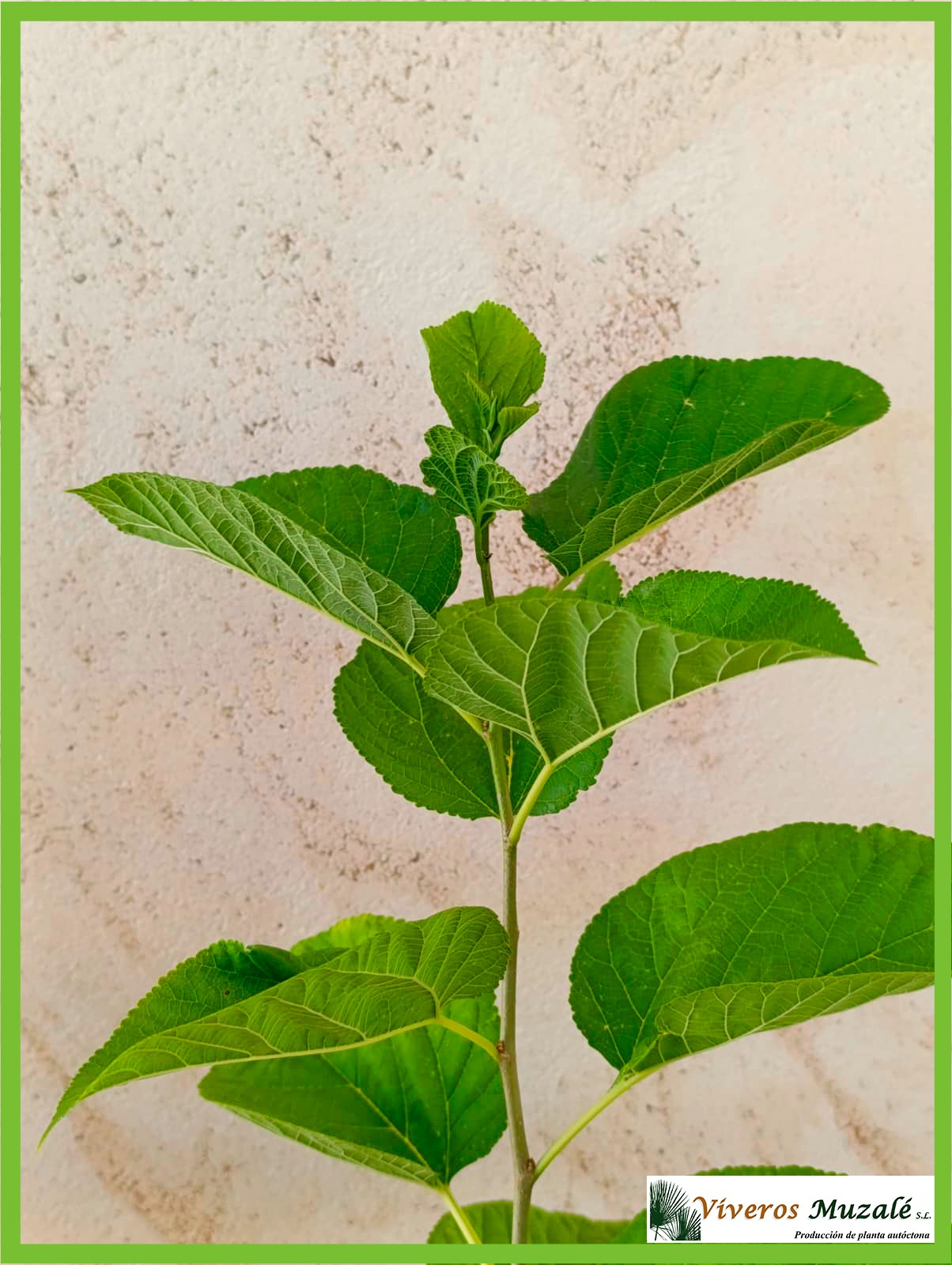 MORUS ALBA