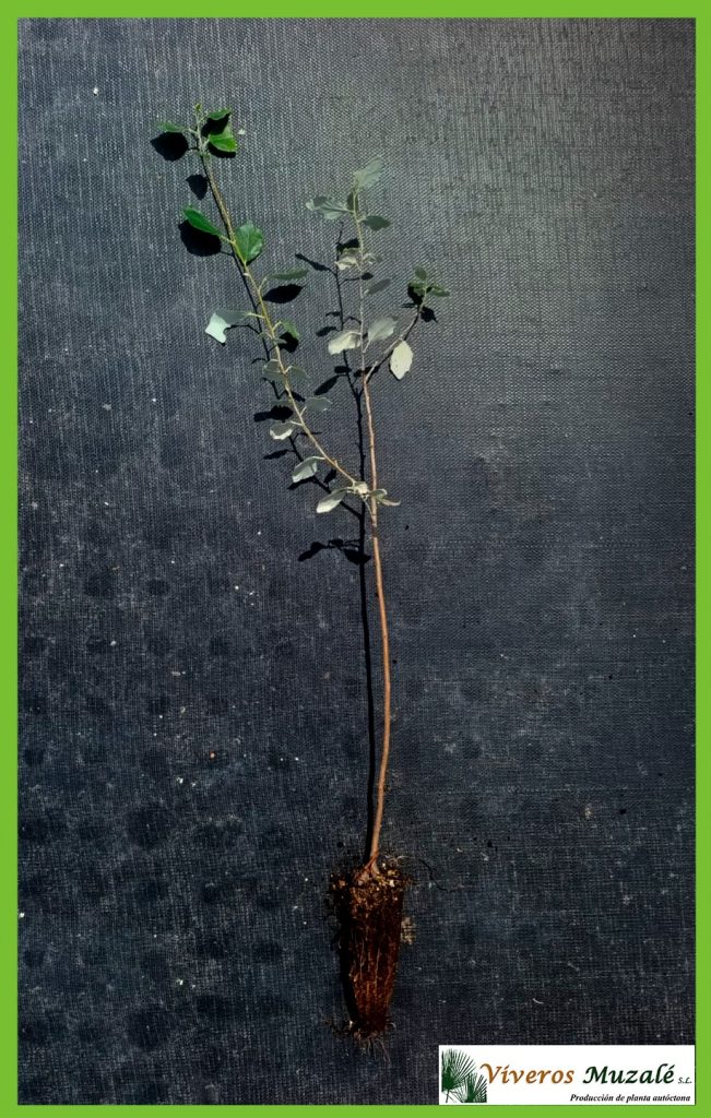 Populus alba