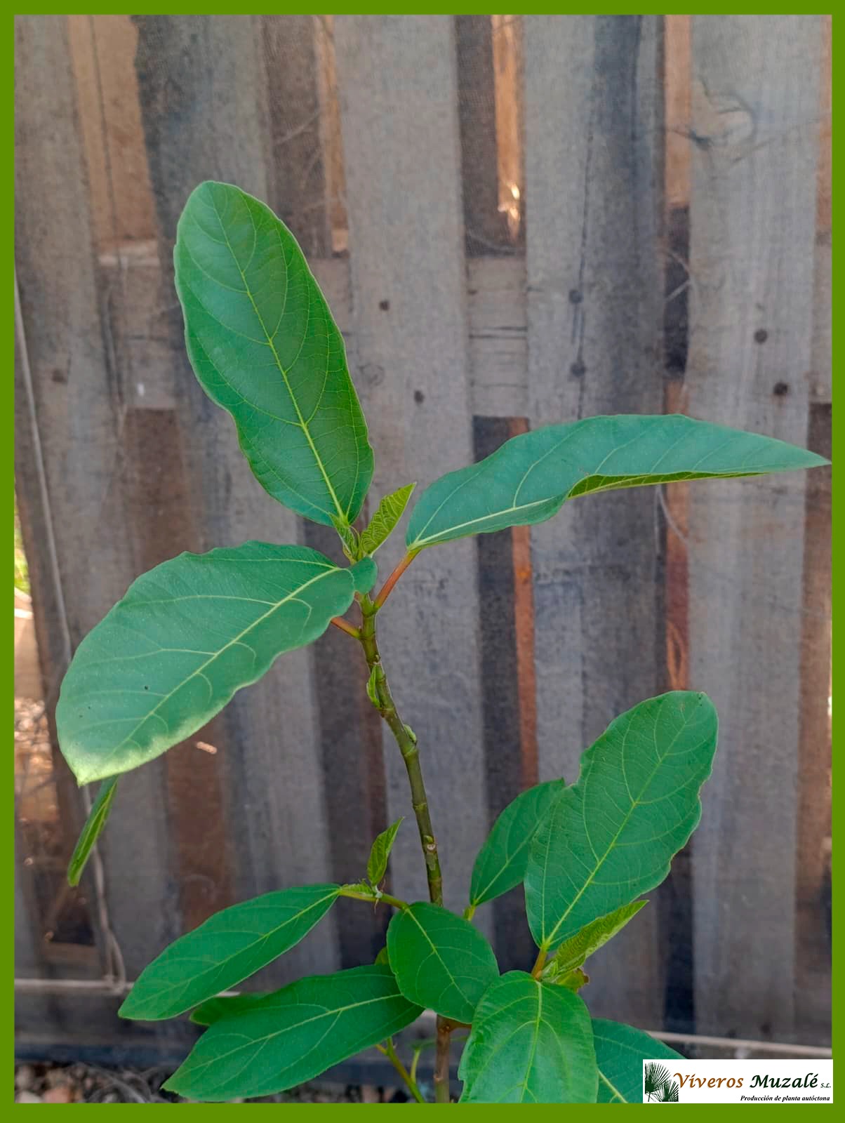FICUS SYCOMORUS