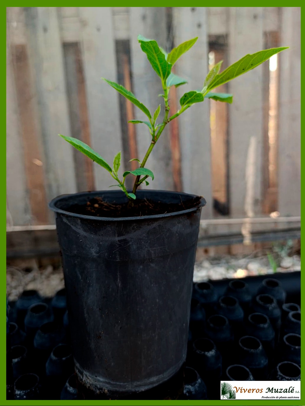 FICUS SYCOMORUS