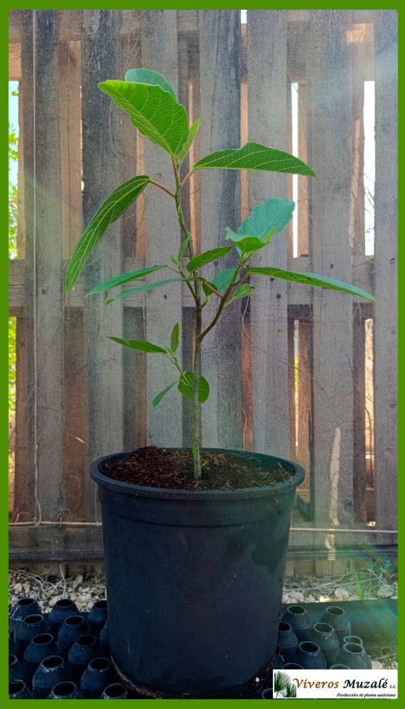 Ficus sycomorus