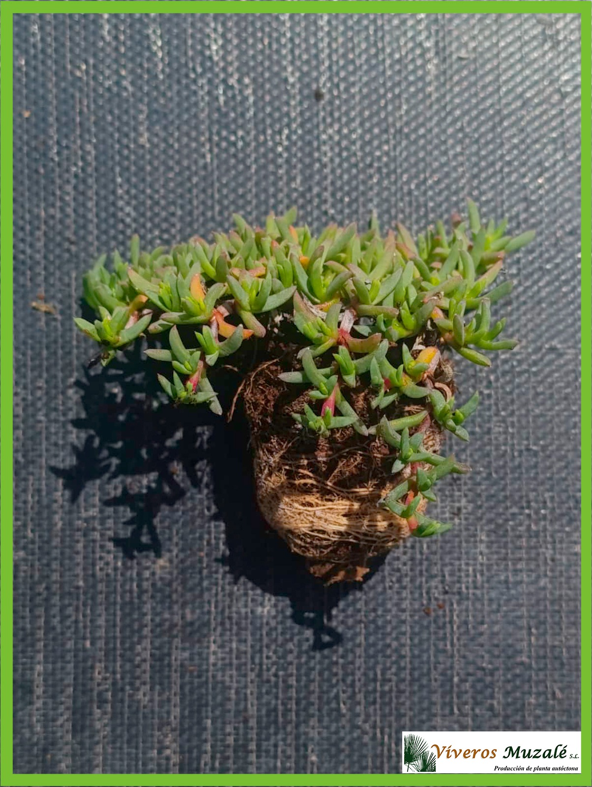 RUSCHIA LINEOLATA