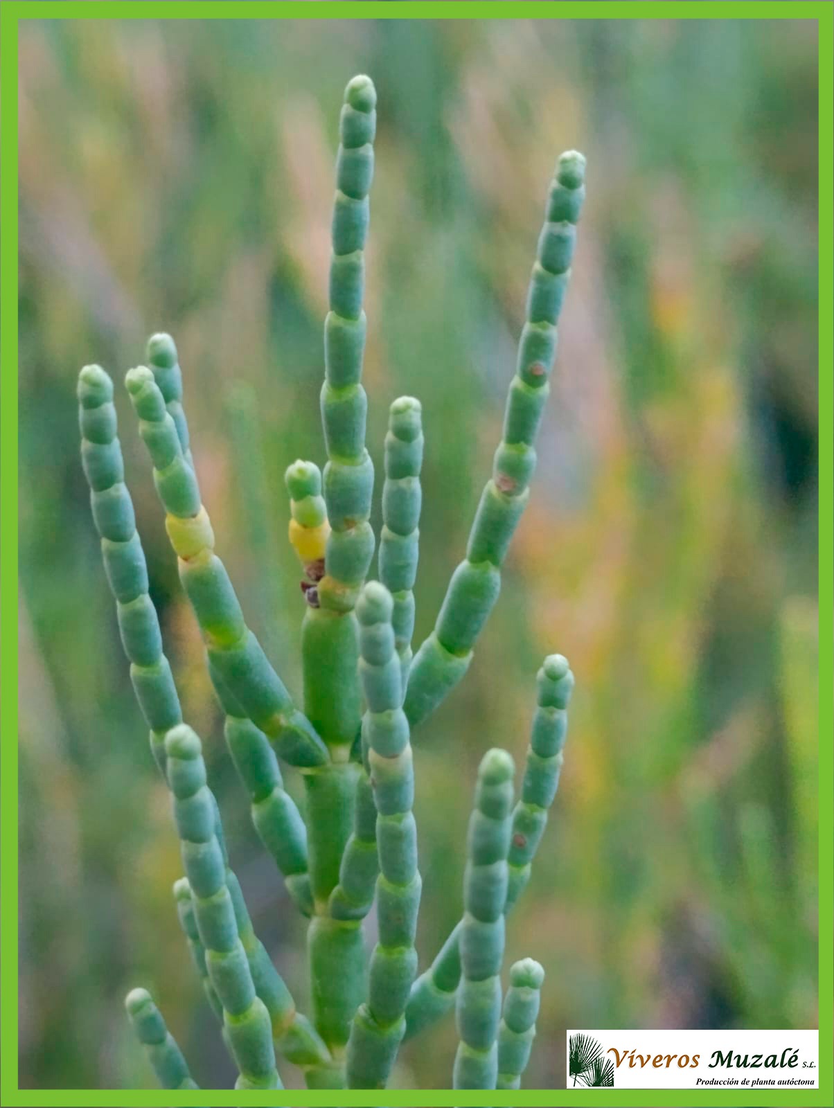 SARCOCORNIA FRUTICOSA