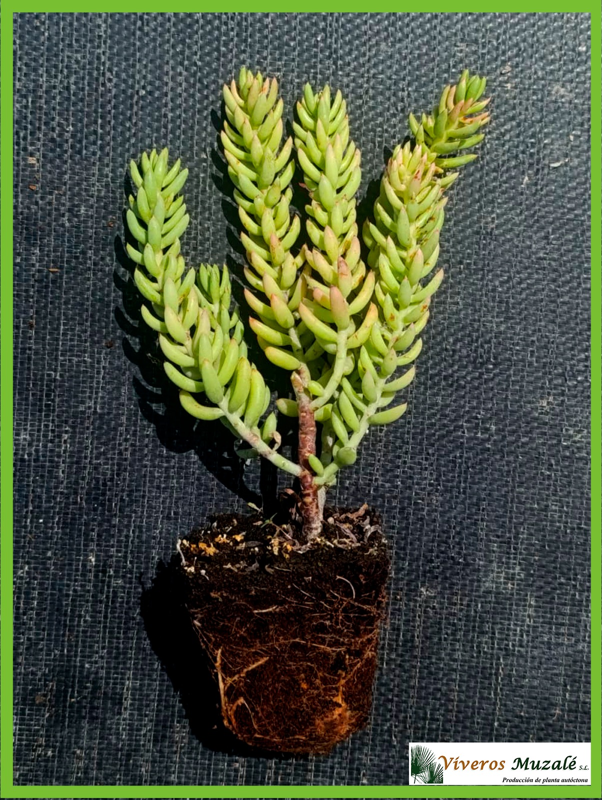 SEDUM SEDIFORME