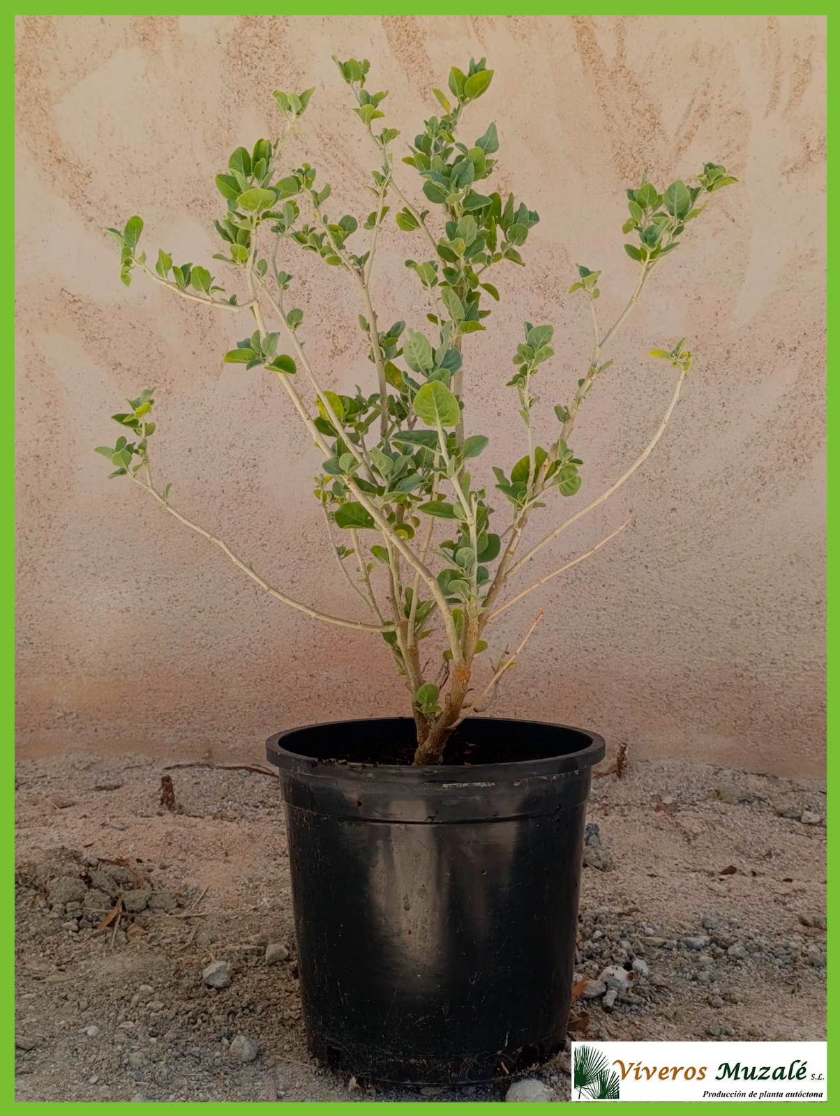 Withania adpressa