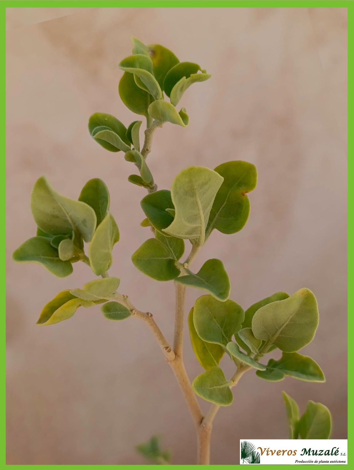 Withania adpressa