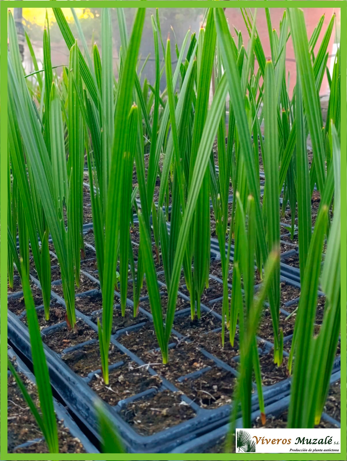 Phoenix dactylifera