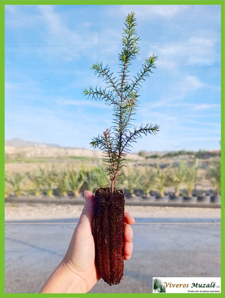 Juniperus macrocarpa