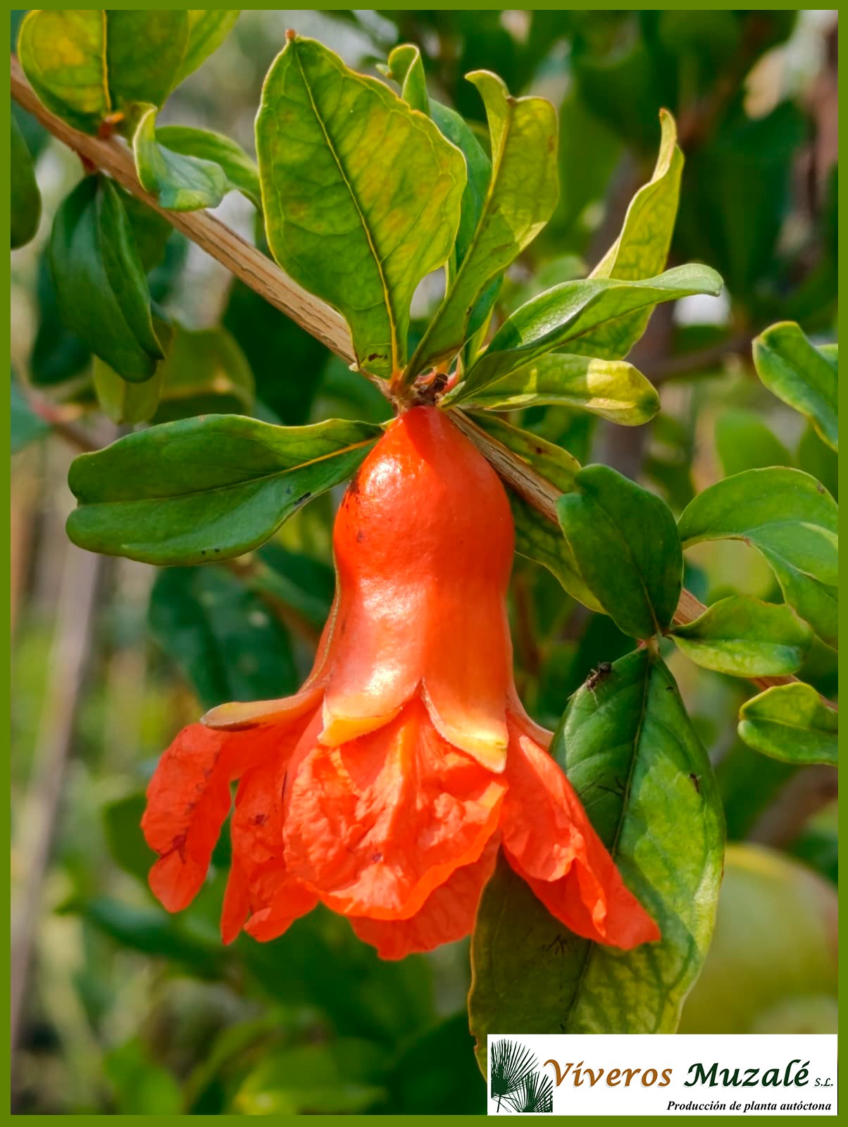 punica granatum (1)