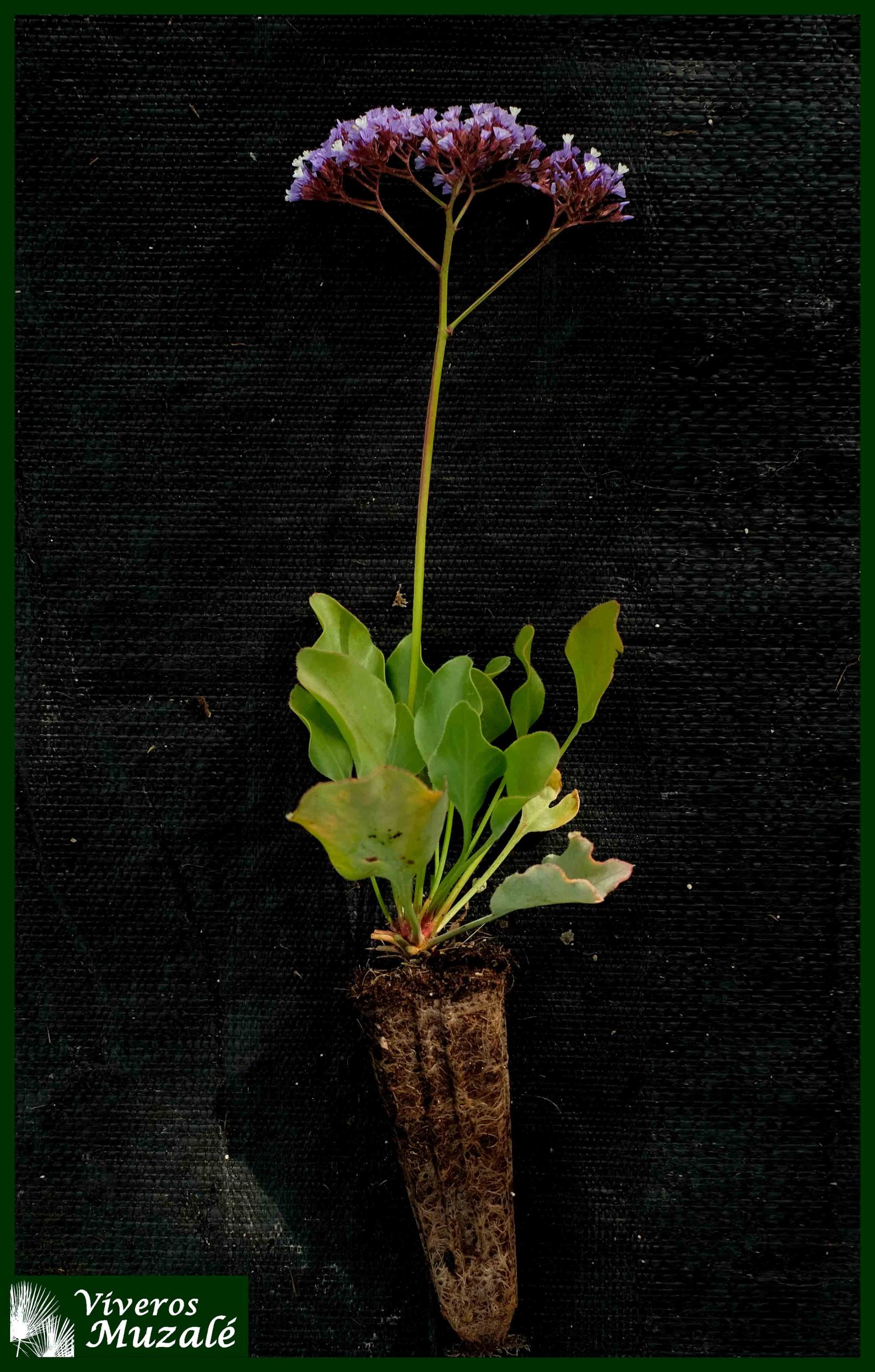 Limonium perezii