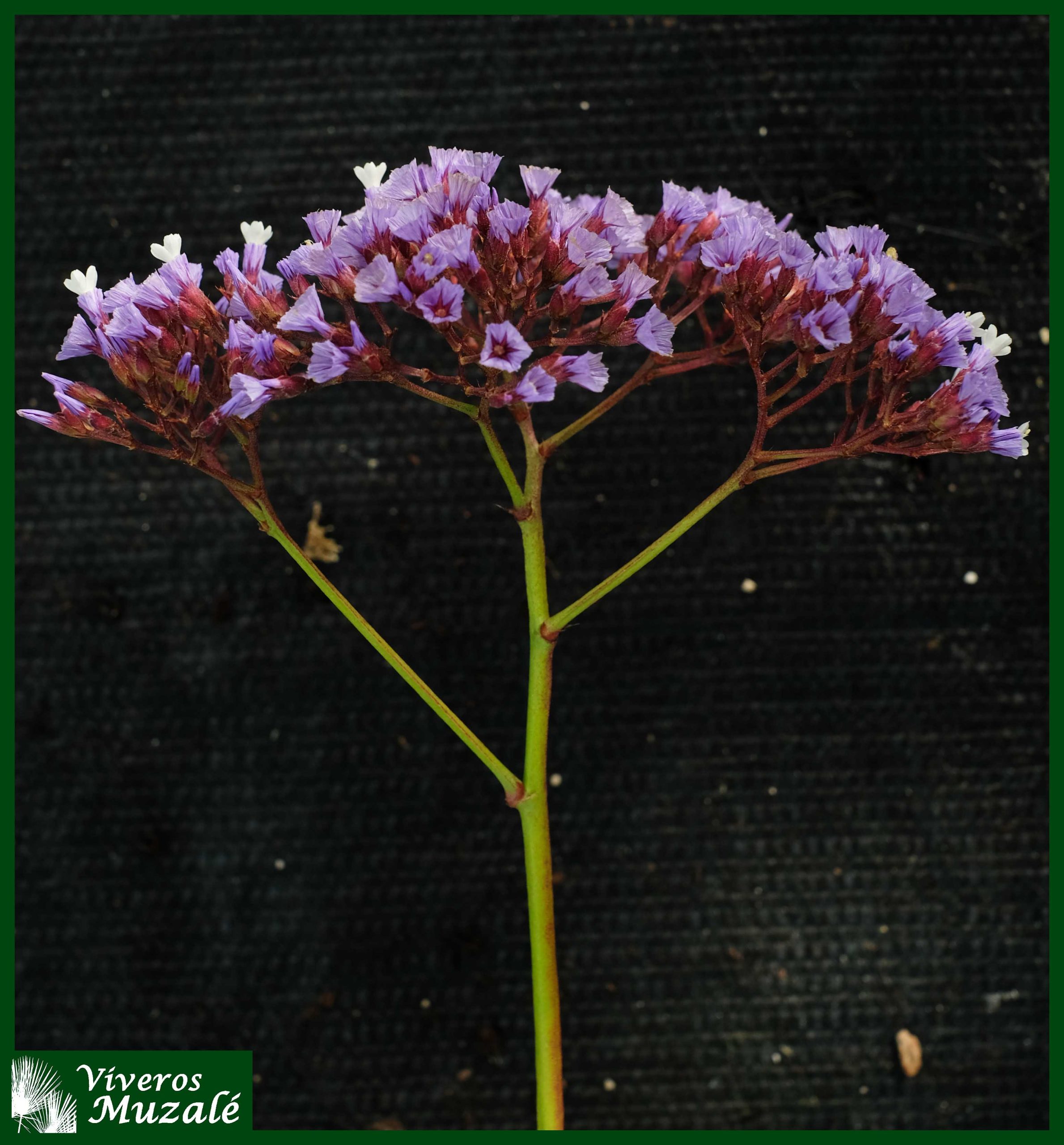Limonium perezii