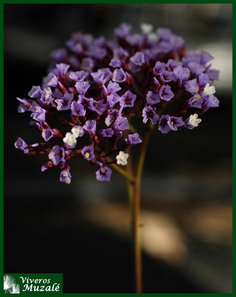 Limonium perezii