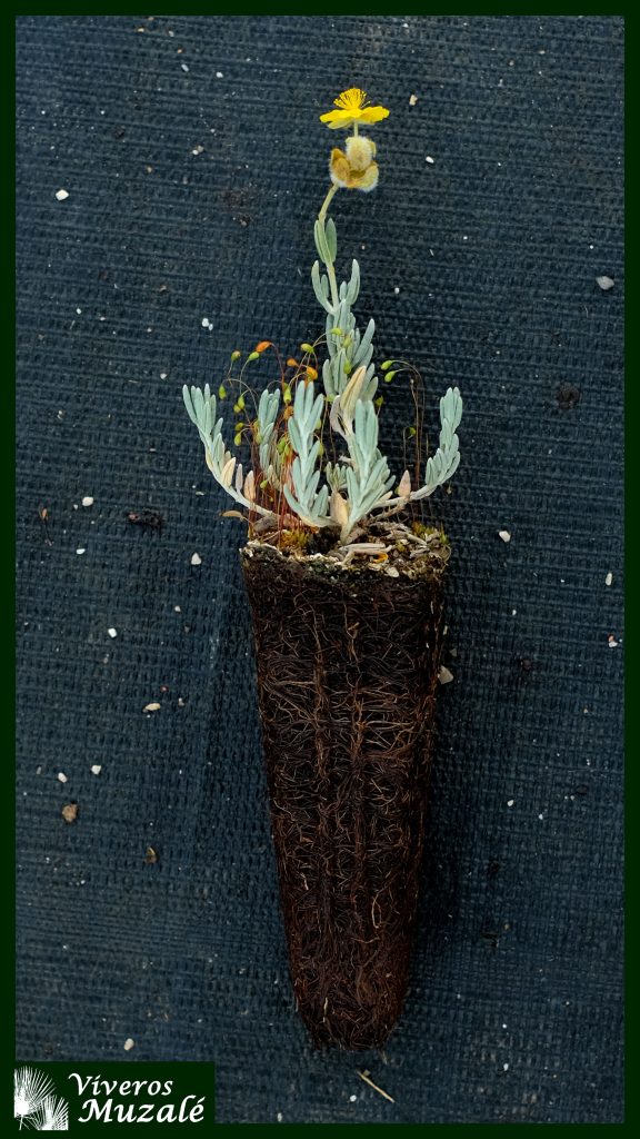 Helianthemum caput felis