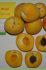 Prunus armeniaca Moniqui Prunus armeniaca Moniqui