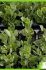 anthyllis cytisoides anthyllis cytisoides