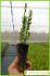 anthyllis terniflora anthyllis terniflora