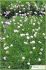 armeria maritima armeria maritima