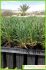 armeria pungens armeria pungens