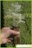 Artemisia arborescens Artemisia arborescens