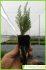 asparagus albus asparagus albus