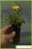 asteriscus maritimus asteriscus maritimus