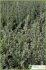 atriplex glauca atriplex glauca