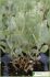atriplex halimus atriplex halimus