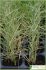brachypodium retusum brachypodium retusum