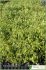 celtis australis celtis australis