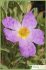 cistus albidus cistus albidus
