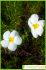 Cistus clusii Cistus clusii