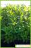 Cistus crispus Cistus crispus