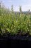 coriaria myrtifolia alveolo coriaria myrtifolia alveolo