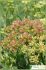 crithmum maritimum crithmum maritimum