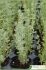 Dorycnium pentaphyllum Dorycnium pentaphyllum