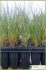 Elymus farctus Elymus farctus