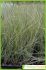 Ephedra fragilis Ephedra fragilis