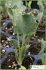 Eryngium maritimum Eryngium maritimum