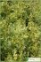 Fraxinus angustifolia Fraxinus angustifolia