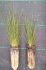 juncus acutus juncus acutus