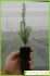 Juniperus oxycedrus Juniperus oxycedrus