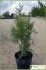 Juniperus phoenicea Juniperus phoenicea