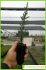 Juniperus thurifera detalle Juniperus thurifera detalle