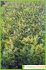 laurus nobilis laurus nobilis