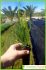 Limonium caesium detalle Limonium caesium detalle