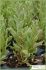 Lycium intrincatum Lycium intrincatum