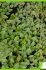 Mentha puligeum Mentha puligeum