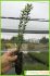 Myrtus communis Myrtus communis