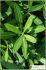 Nerium oleander Nerium oleander